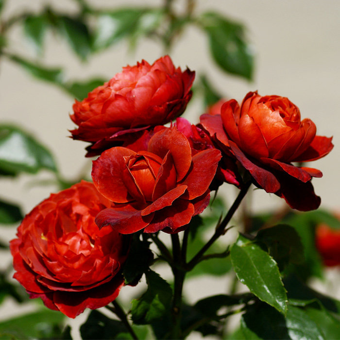 二师兄月季火热巧克力丰花耐热勤花庭院花园室外栽植观赏
