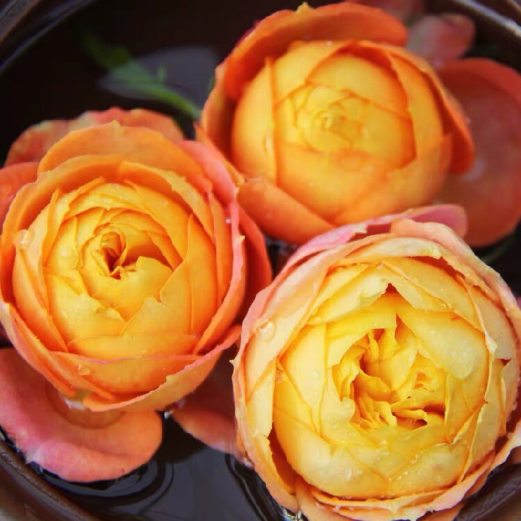 精典大花微月浪漫宝贝阳台月季开花机器盆栽小苗