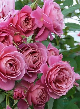 二师兄日本月季葵丰花勤花低维护阳台花园多头开花豆紫红色硅红色