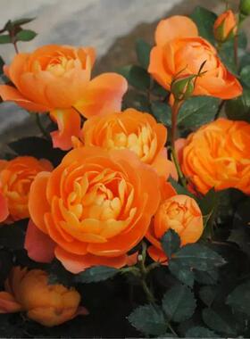 二师兄大花微月集合P9盆栽丰花多头勤花果汁飞溅精典阳台花卉植物