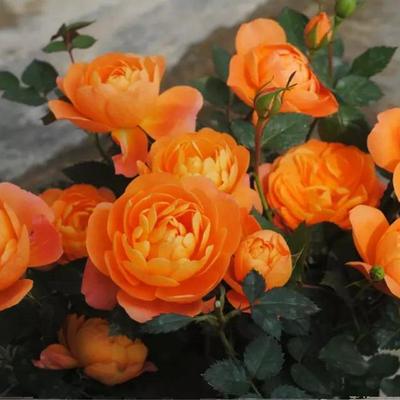 果汁二师兄精典阳台丰花多头盆栽