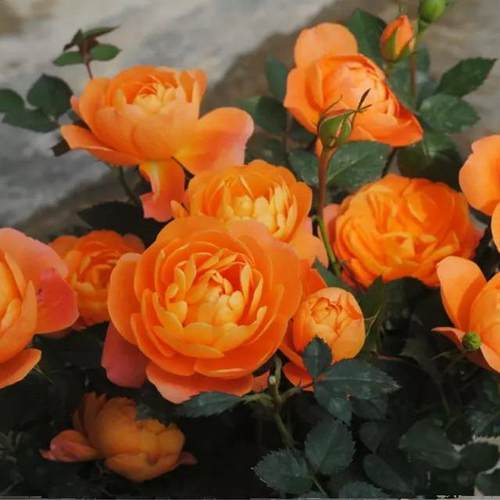 果汁二师兄精典阳台丰花多头盆栽