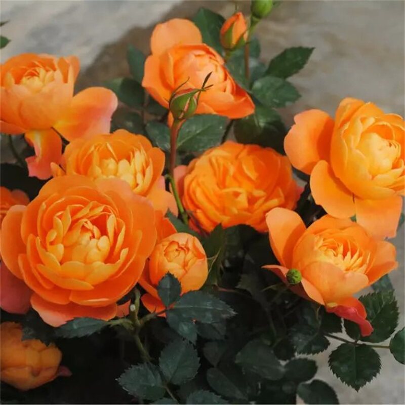 精典微月季果汁阳台盆栽橙色多头多季勤花丰花开花机器