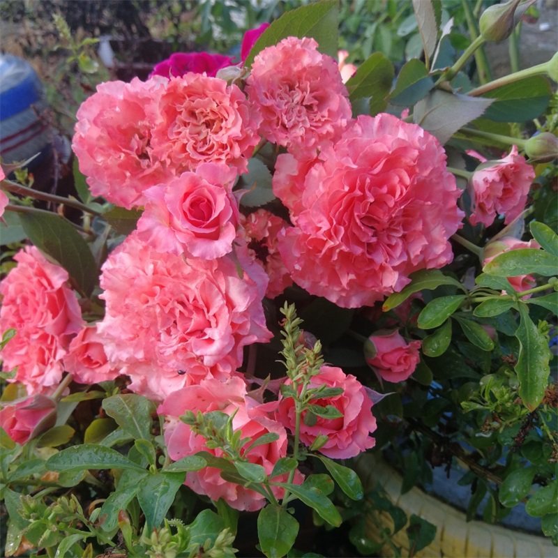 珊瑚果冻河本沌子灌木月季粉色大花多头丰花勤花多季开花期长,鲜花速递/花卉仿真/绿植园艺,月季/蔷薇/玫瑰,淘宝优惠券,粉丝福利购,淘宝优惠卷