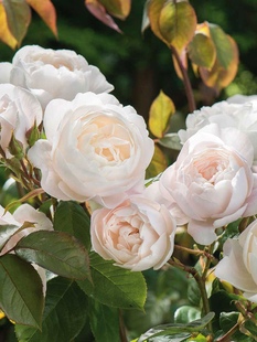 二师兄月季黛丝德蒙娜欧月英国奥斯汀新品多头抗病直立庭院植物