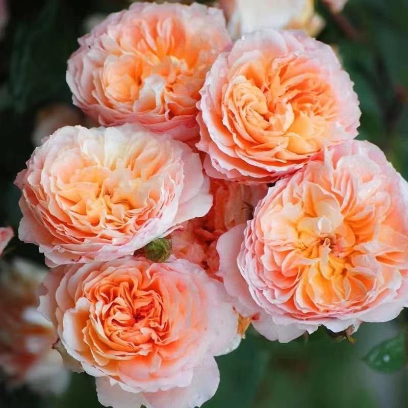 可藤可灌安德烈月季玫瑰花苗