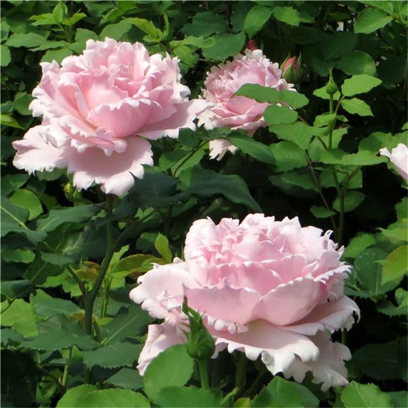 二师兄月季索菲罗莎粉色大花浓香