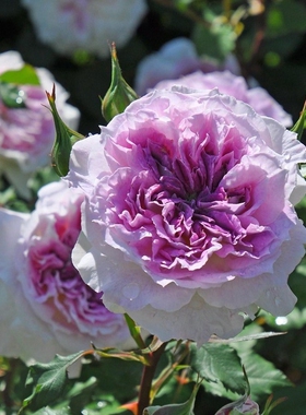 二师兄的彩花涧瑟夕月季日本新品庭院阳台花园植物