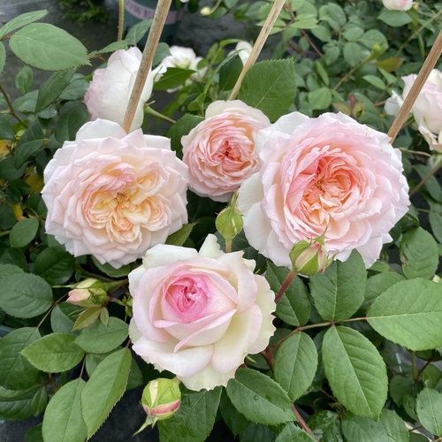 斯蒂芬妮古城堡矮灌木丰花多头