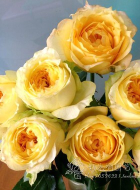 焦糖古董月季复古黄色大花清香长势强阳台花园庭院观赏