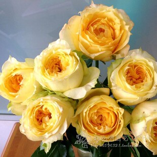 焦糖古董月季复古黄色大花清香长势强阳台花园庭院观赏