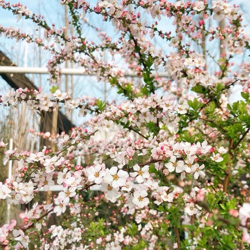 早春开花绣线菊喷雪花爆花春天开