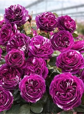 芬芳宝石 月季花苗微月勤花多头紫色带条纹月季阳台庭院种植花卉