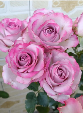 气场灰紫色花苗超新品月季切花玫瑰复古阳台庭院四季勤花绿植盆栽