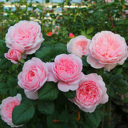 瑞典女王月季花苗浓香强香花卉四季开花耐寒好养易活灌木玫瑰盆栽