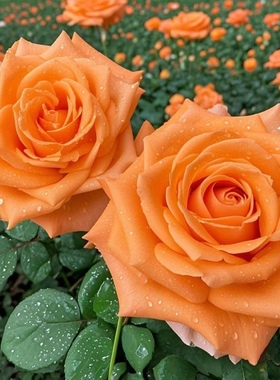 超新品橙意月季灌木橙色大花庭院阳台盆栽多季开花切花玫瑰