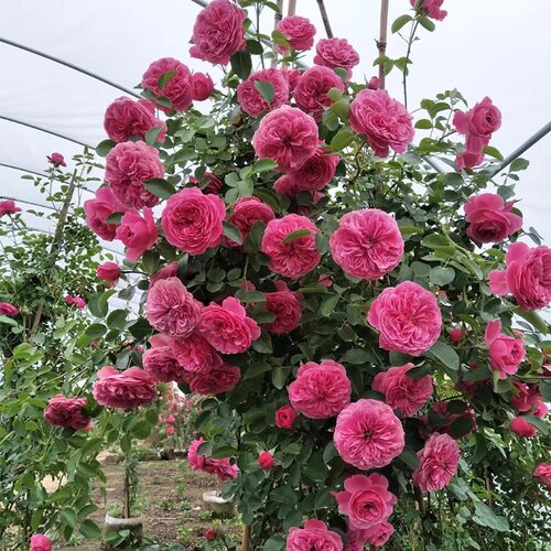 欧月粉色达芬奇藤本粉达月季花苗