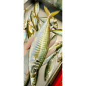 东山岛生态养殖巴浪鱼竹荚鱼 约2条一斤可鲜发可代杀顺丰 个大