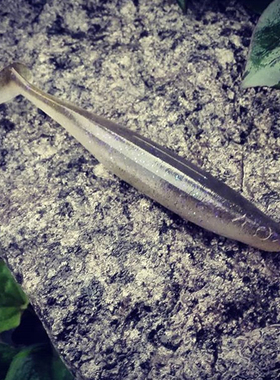 日本OSP路亚T尾软鱼O.S.P高比重假饵3.5/4寸Dolive Shad多色现货