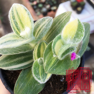 阳台新奇多肉植物白雪姬单头多头会吐丝毛茸茸花卉绿植盆栽满包邮