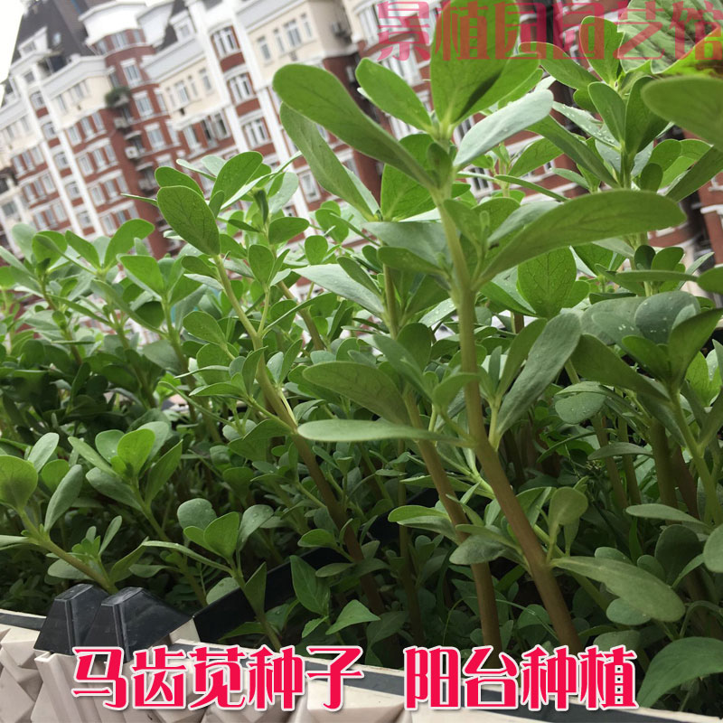 马齿苋种子野生四季播阳台盆栽食用种籽蔬菜野菜长寿菜大田蚂蚱菜