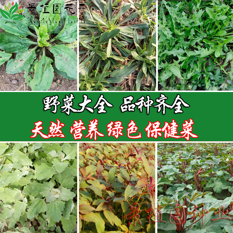 食用野菜种子四季播苦麻菜雪樱子灰灰菜蒲公英面条菜紫苏大叶荆芥