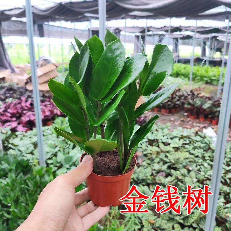 带盆客厅花卉 高品质金钱树钱串 室内盆栽 绿植创意盆景 花草植物