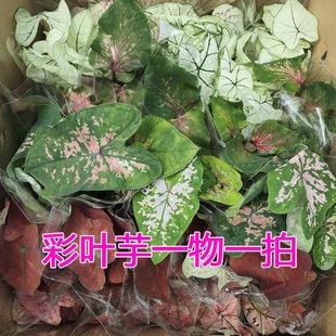 彩叶芋一物一拍专用连接