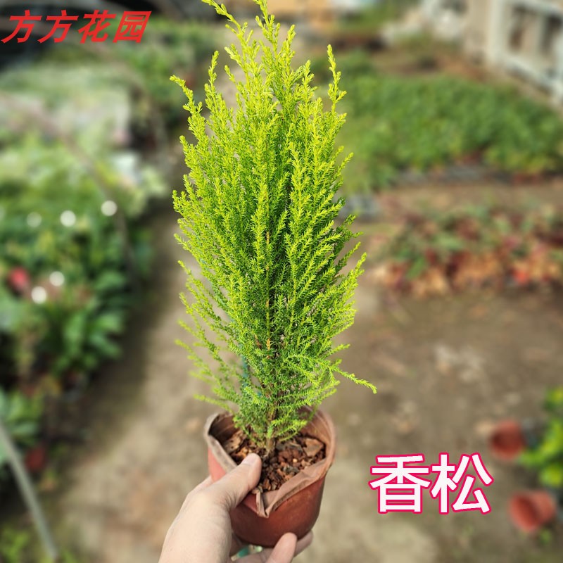 香草植物 香松盆栽植物 室内小盆景花卉 观叶绿植物小植物