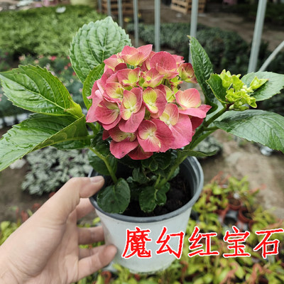 木本开花植物花卉绣球阳台小盆栽