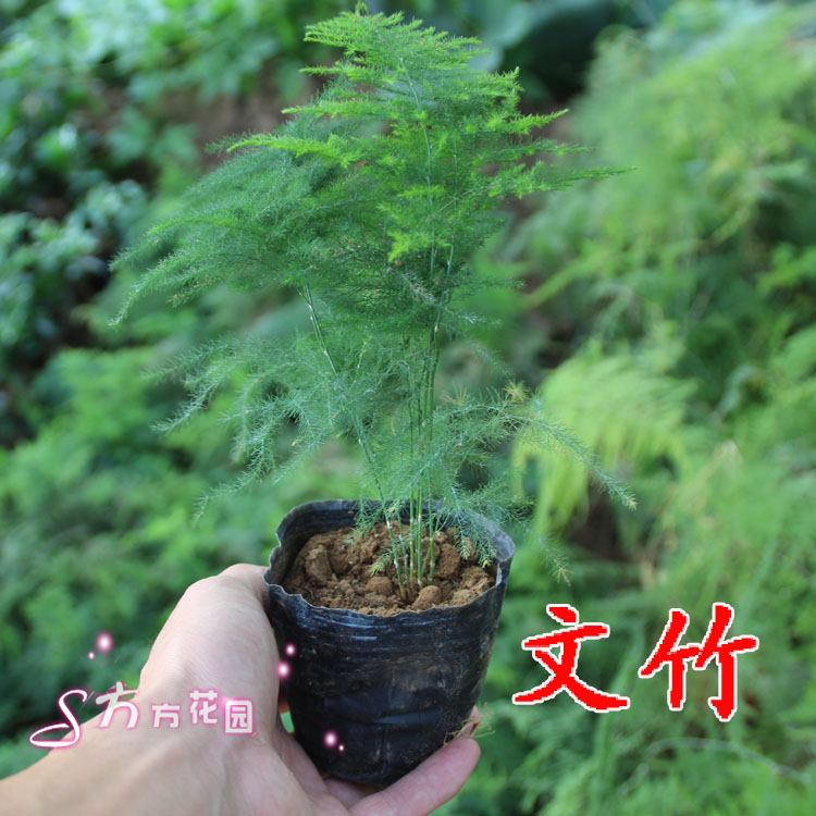 盆栽室内植物 文竹盆栽 绿色盆栽办公室桌面花草绿植 小植物