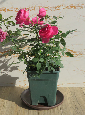 宜兴紫砂花盆微型盆景水底接水盘