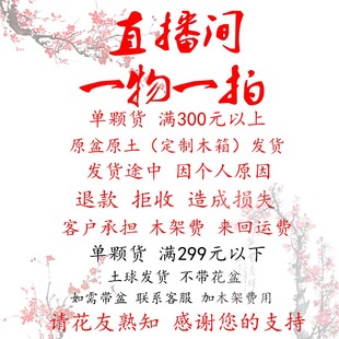 梅花海棠盆景 200 土球发货 年宵花卉 一物一拍 小货