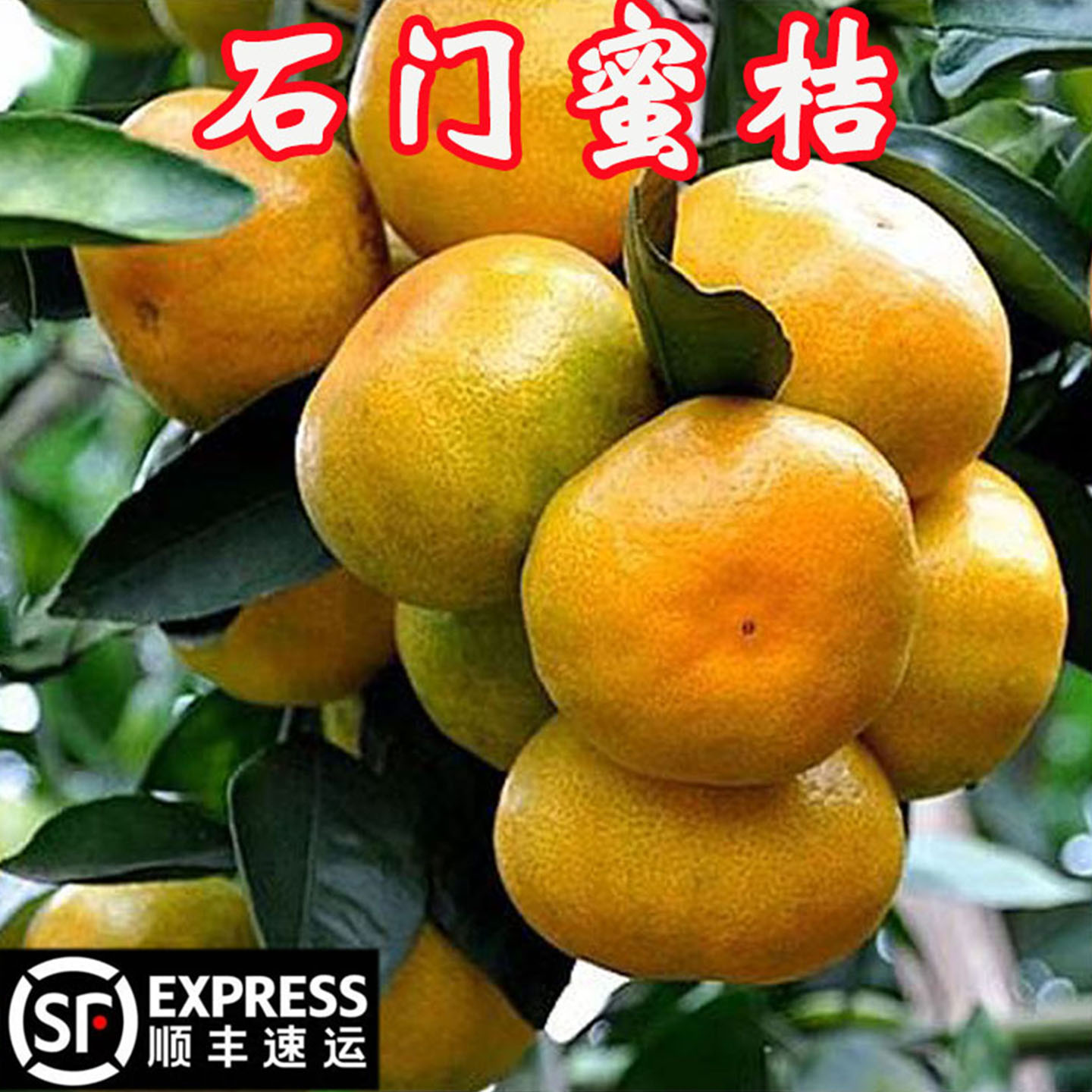 石门无籽蜜桔酸甜适中皮薄多汁