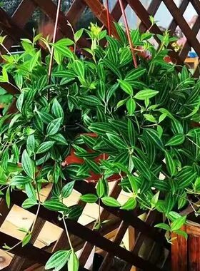花卉苯除甲醛钻石植物吊兰空气净化绿植房室内卧室装修盆栽翡翠