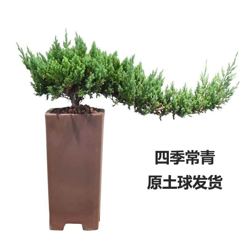 地柏迎客松盆景盆栽造型树苗庭院室内观叶花卉植物悬崖松真柏真树