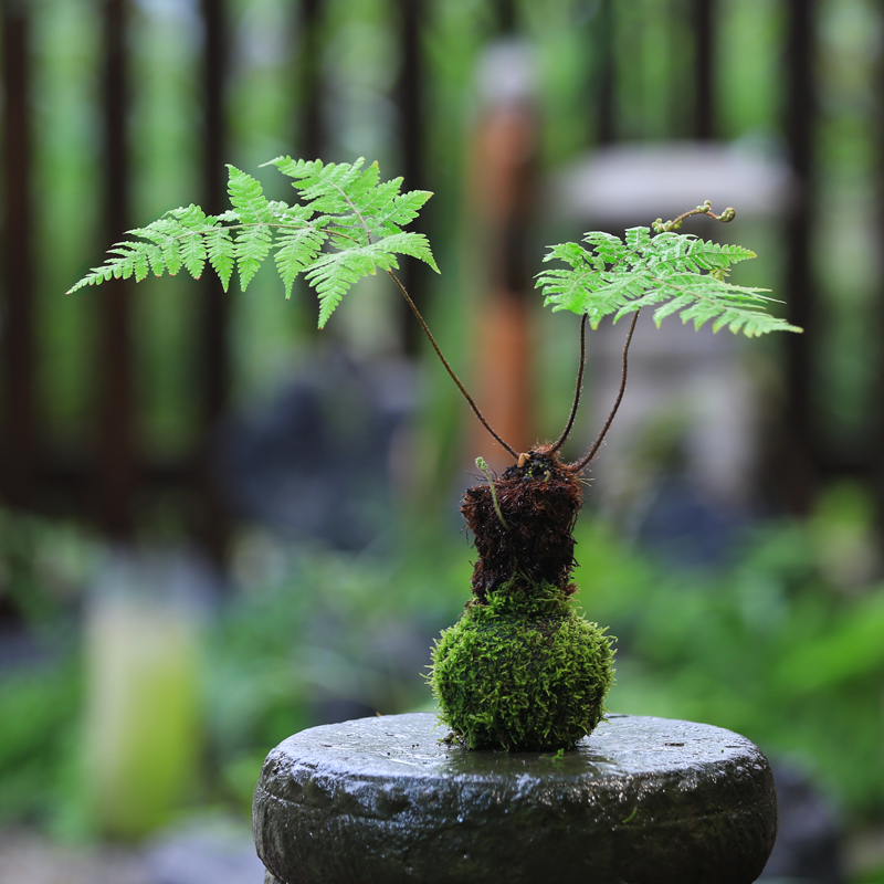 水培苔藓球内门竹植物室内办公室桌面喜阴好养迷你盆栽苔玉发财树