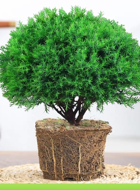 雾松盆栽植物室内四季常青绿植好养易活阳台办公室桌面绿色小盆栽