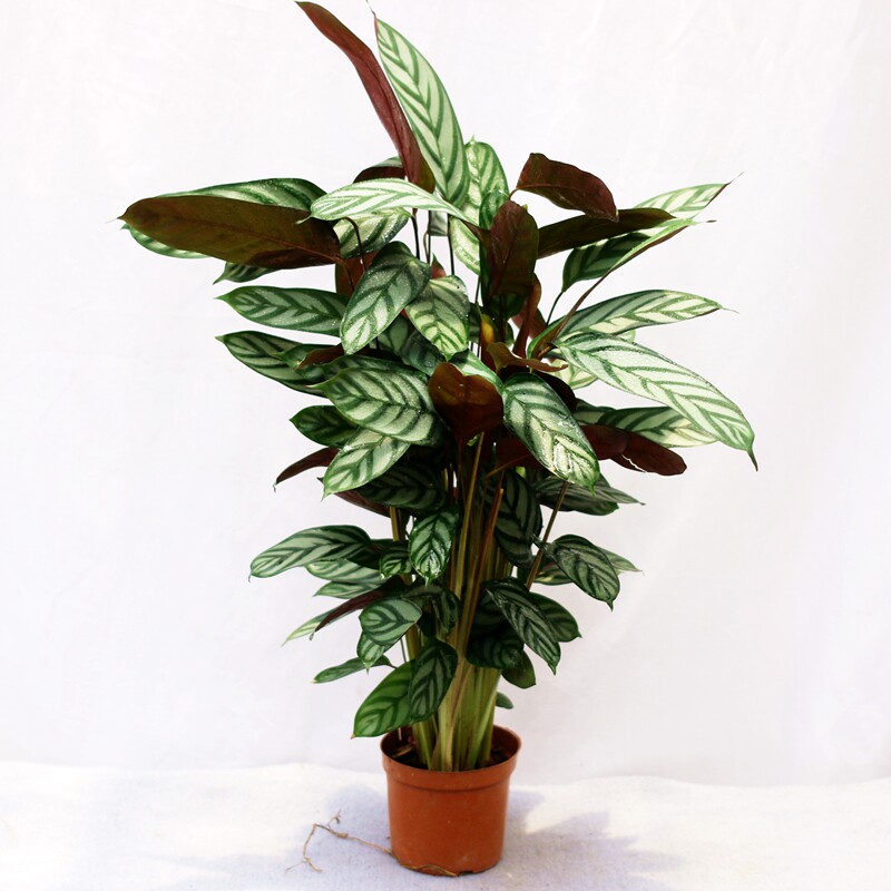 室内观叶植物吸收甲醛花卉
