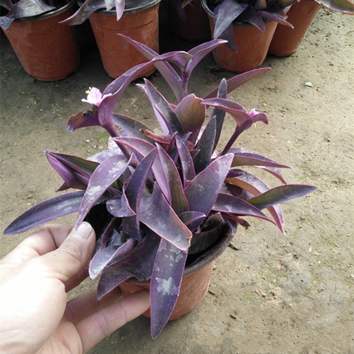 紫罗兰盆栽绿植花卉紫叶吊兰紫竹梅阳台庭院办公桌面水培植物