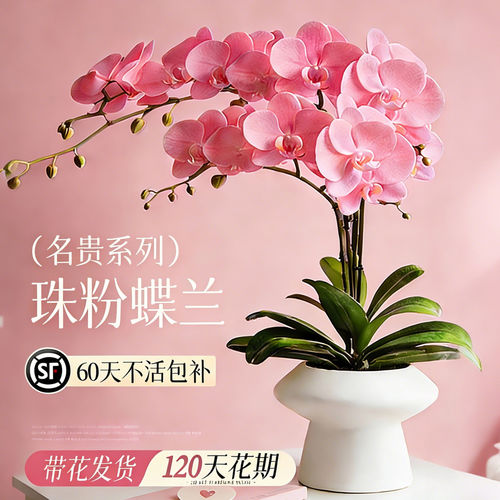 蝴蝶兰带花盆栽特大号带花苞年宵花高级洋兰客厅卧室室内花卉绿植