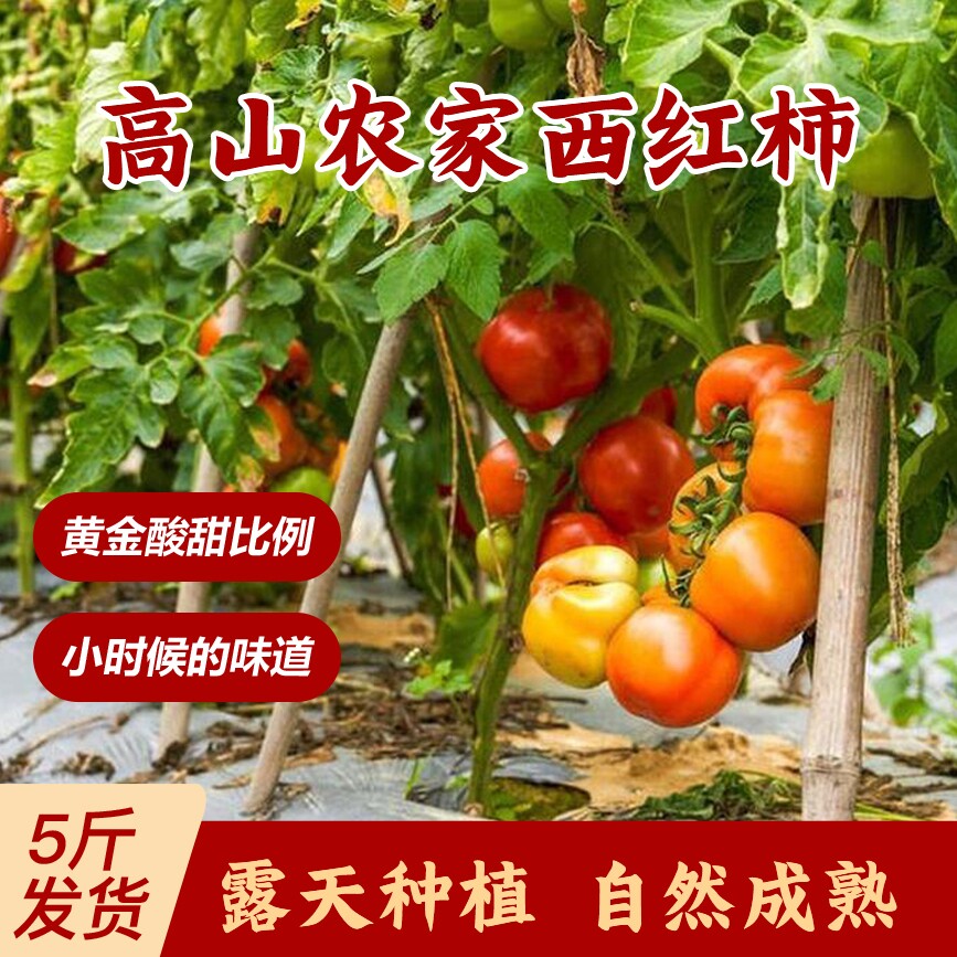 广东农家露天应季水果番茄西新鲜生吃老品种西红柿自然熟现摘现发