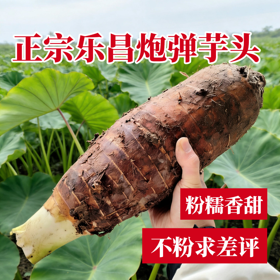 粤北乐昌张溪炮弹香芋头新鲜现挖应季蔬菜炮弹芋头粉糯香甜大芋头