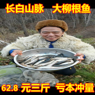 柳根鱼东北松花江省特产自然生长冷水鱼鲜活新鲜小杂鱼食用淡水鱼