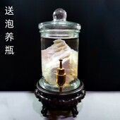 500克长白山溶洞野生石太岁 整体泡水精品 活体养生天然肉灵芝