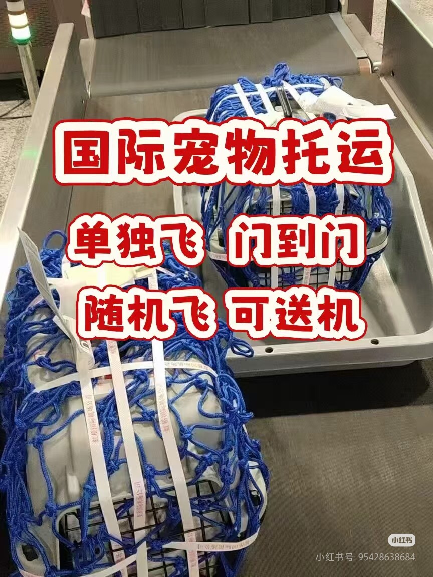 宠物出行猫狗大型犬出行飞机托运航空箱