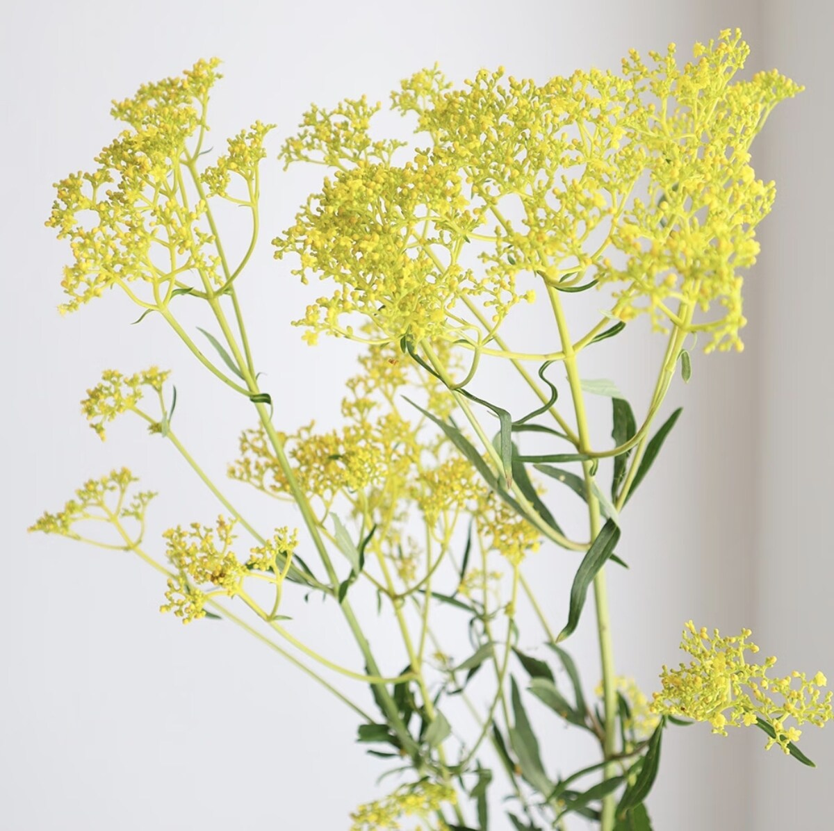 鲁庭院小花匠*黄花败酱“黄金伞”耐寒多年生*耐热*秋开宿根