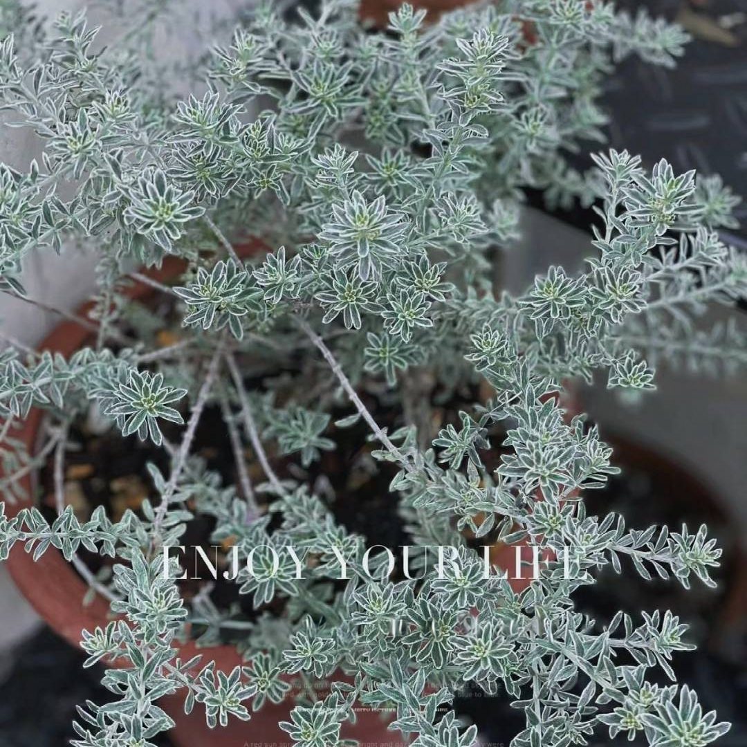 鲁庭院小花匠*锦叶澳洲迷迭香“烟熏白”半耐寒多年生*银叶普兰兹