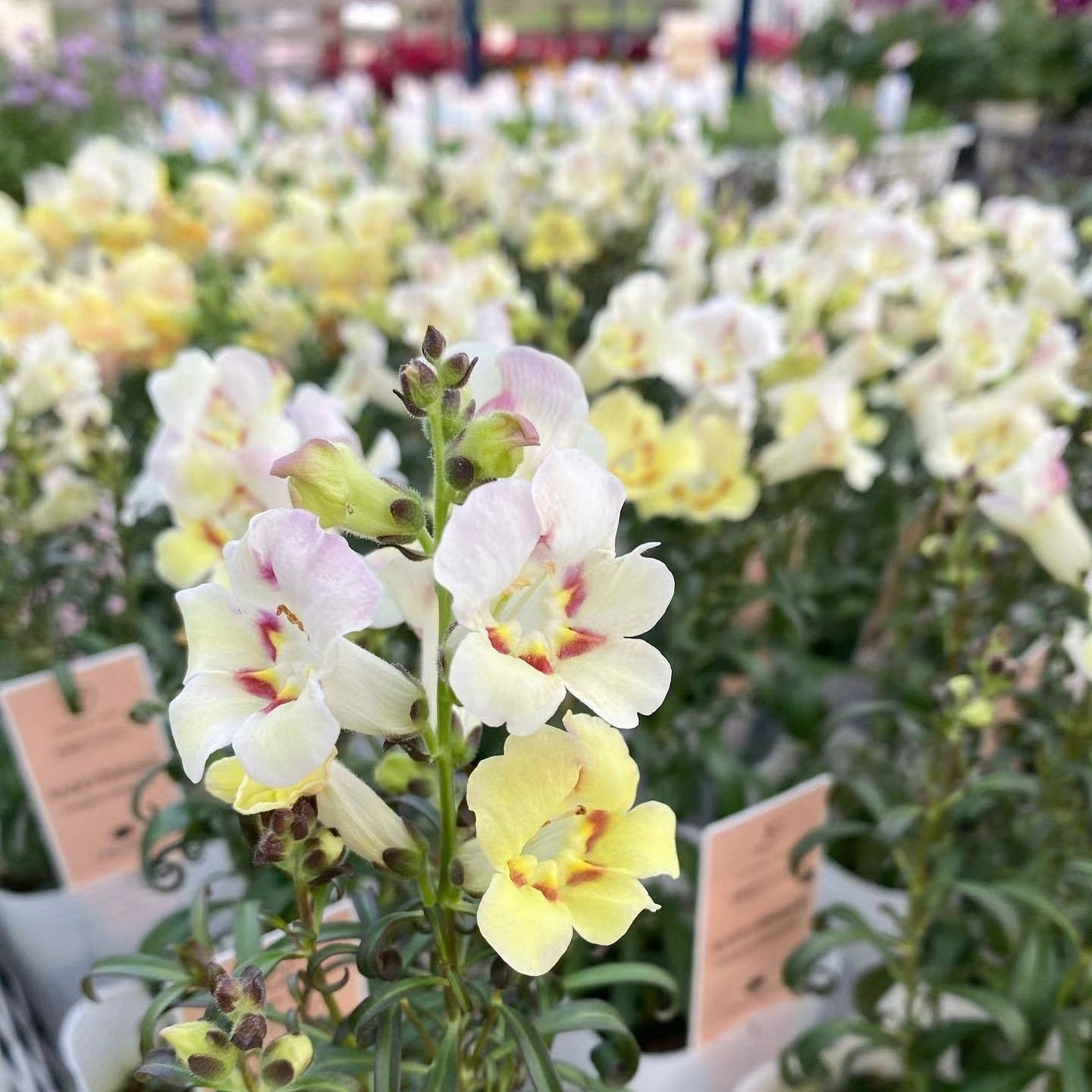 鲁庭院小花匠*矮生金鱼草“古董”水彩画*耐寒多年生*芳香