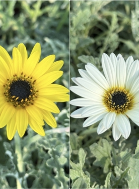 鲁庭院小花匠*熊耳菊/银叶蓝目菊*半耐寒多年生*“白色&黄色”